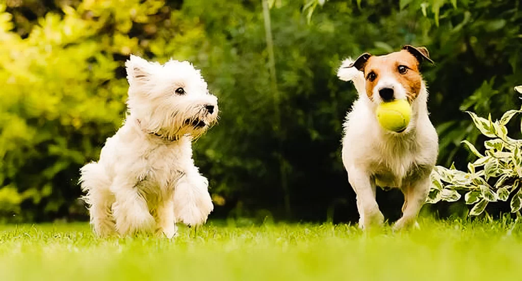 Two terriers running across grass, one with a tennis ball in its mouth
