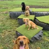 Four dogs sitting on the artificial grass covered tyres