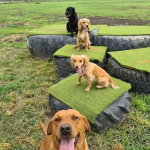 Four dogs sitting on the artificial grass covered tyres